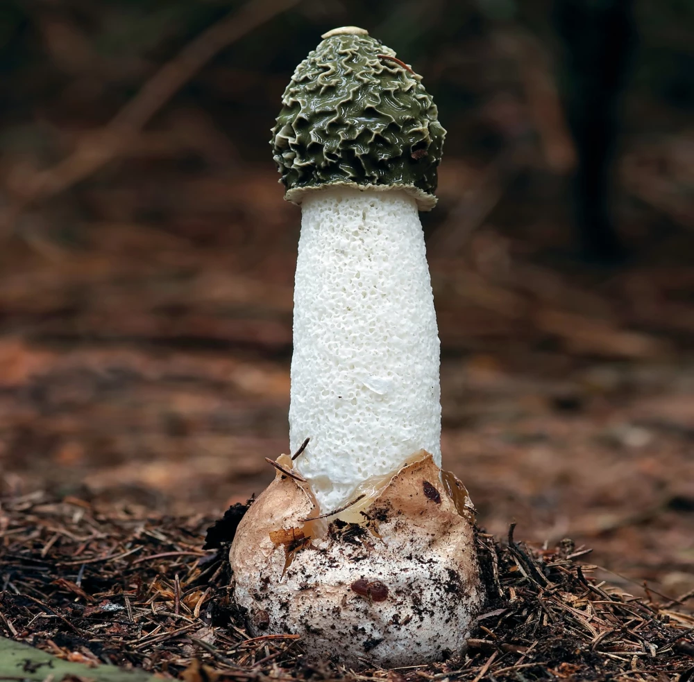 Wall Calendar - No Shame, No Conscience. 12 Immodest Symbols of Nature for 2025